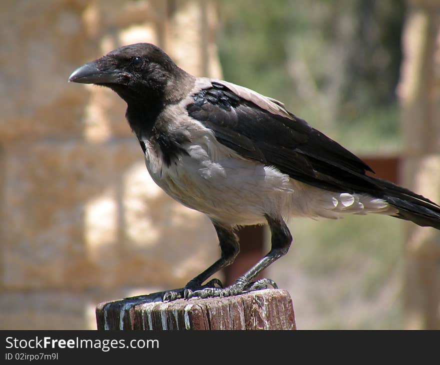 Raven mistress areas surrounding eyes watching the master