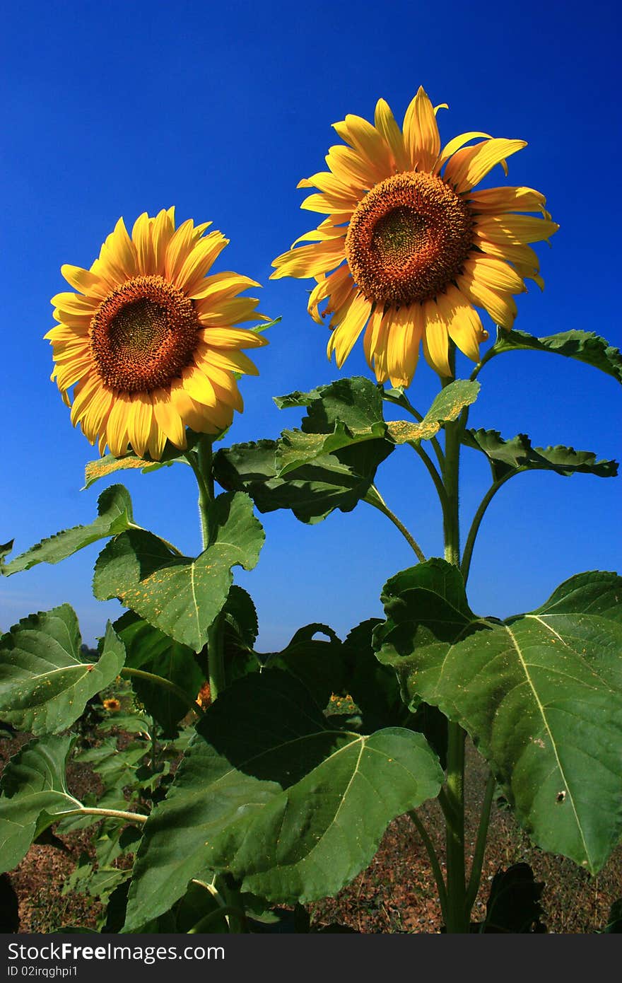 Two Sunflower with Blue sky backgroud