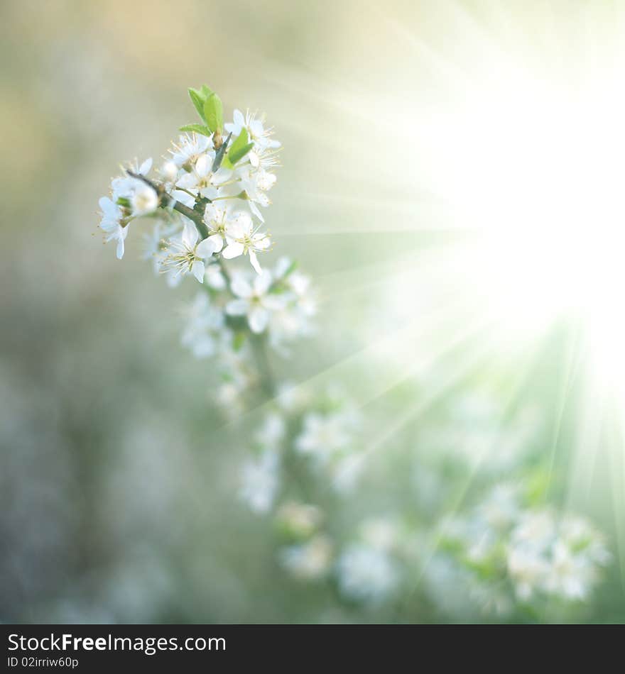 An image of beautiful spring flowers and sunlight