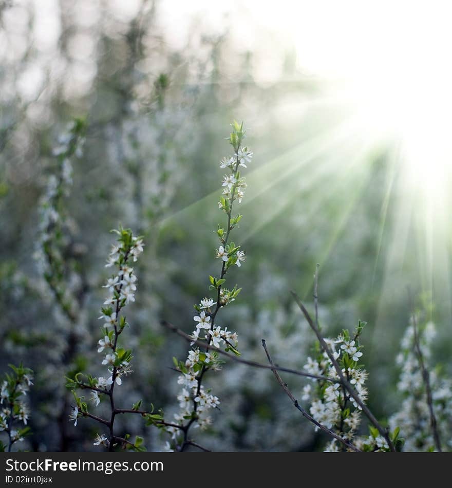 Sunny spring