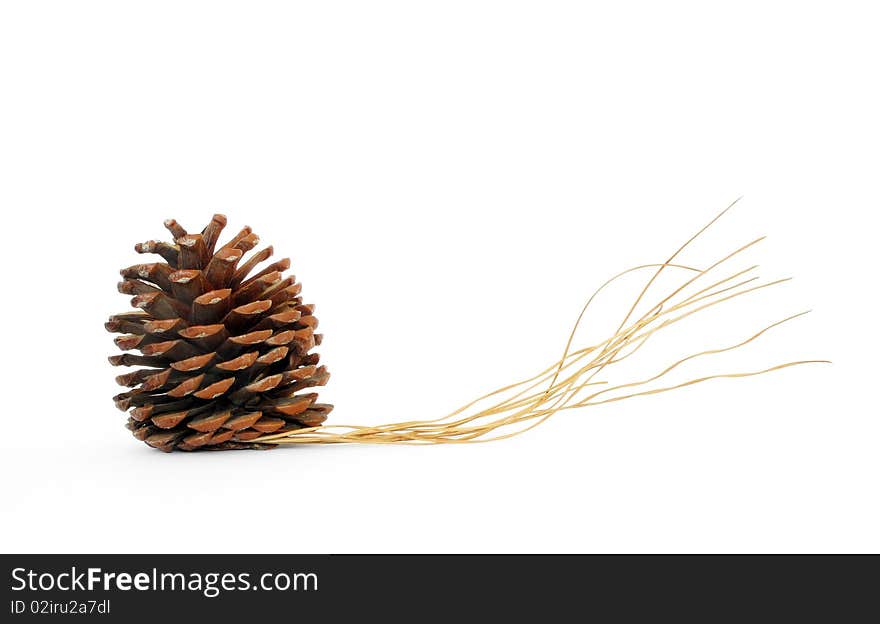 Pine cone with dry leaves