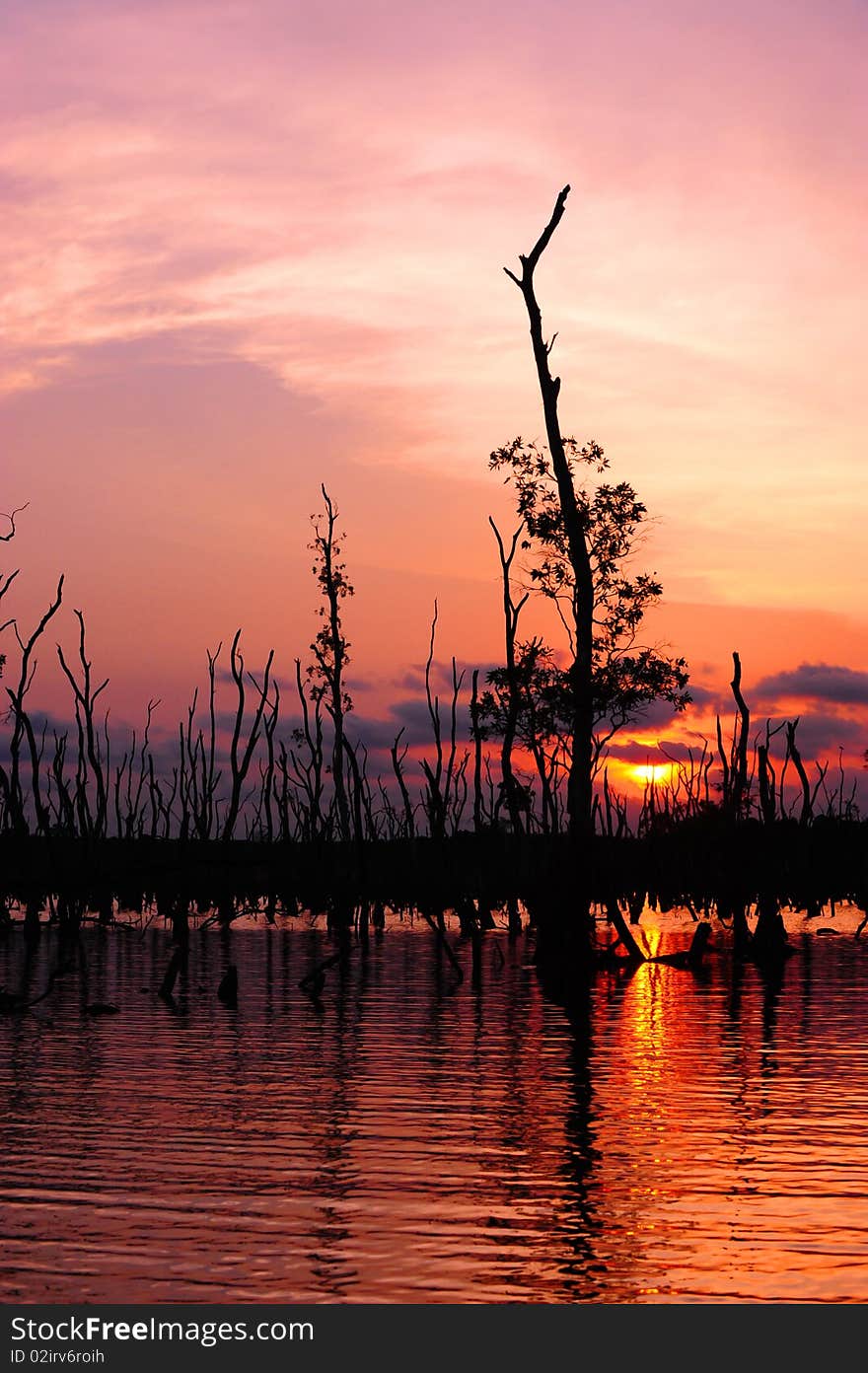 Silhouette  tree water