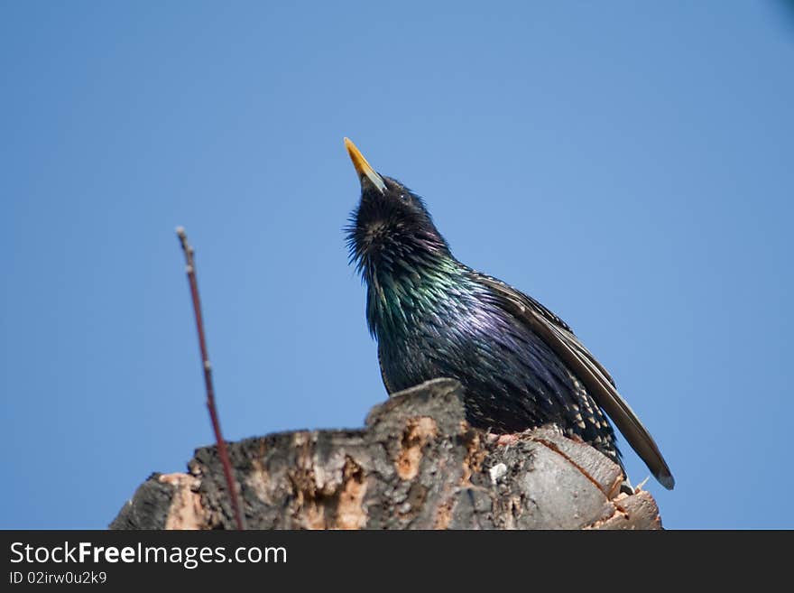 Starling is going to build a nest