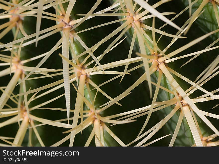 Cactus texture closeup macro background. Cactus texture closeup macro background