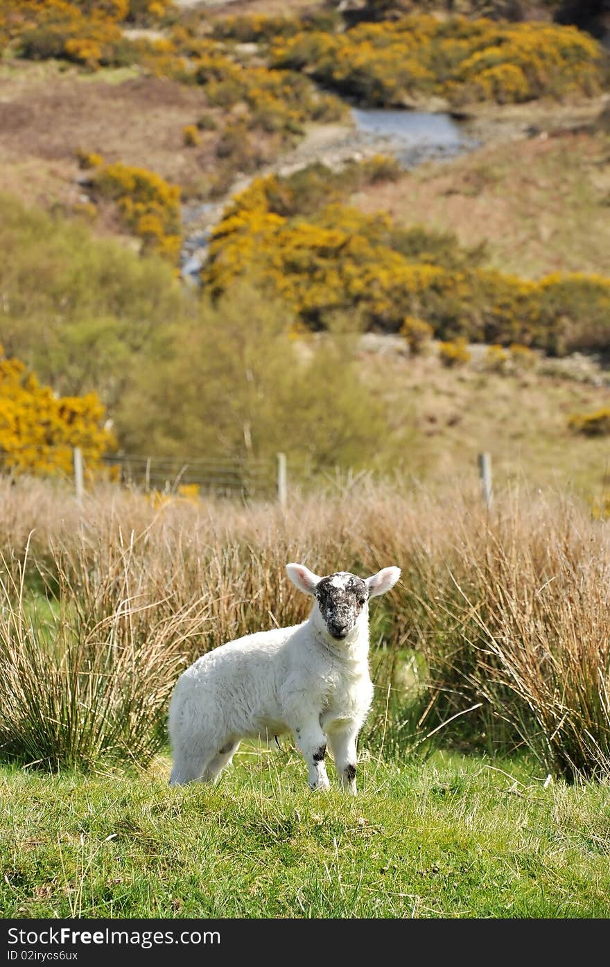 Newborn lamb on a mound, with a river in the background