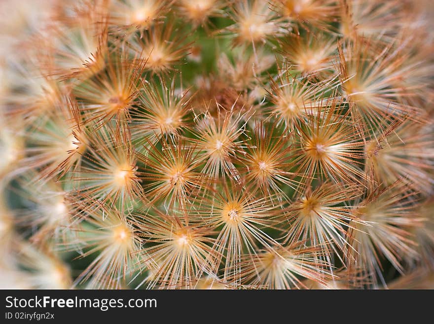 Cactus macro closeup background texture. Cactus macro closeup background texture