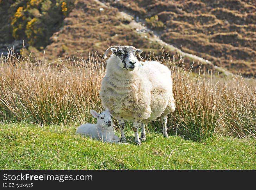 A mother sheep with a newborn lamb, in the countryside. A mother sheep with a newborn lamb, in the countryside