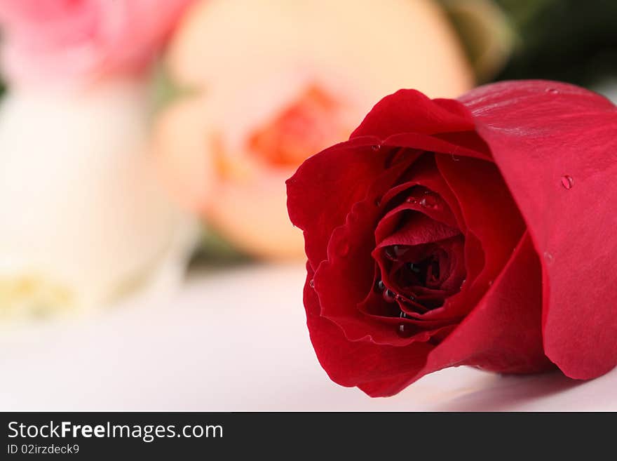 RedRose2