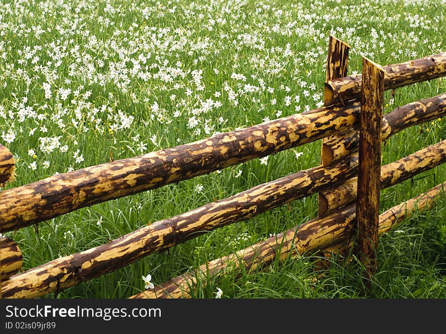 National park of wild narcissies  - Narcissus Valley. Famous Narcissus Valley, the only in Europe reserve of the narrow leaf narcissuses. The international network of biosphere reserves by UNESCO