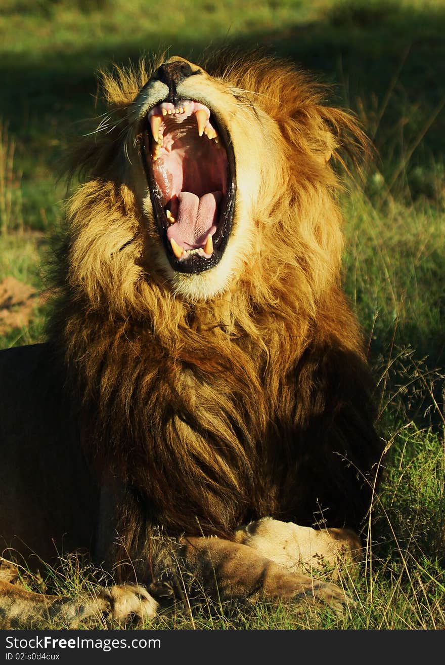 Lions Yawn