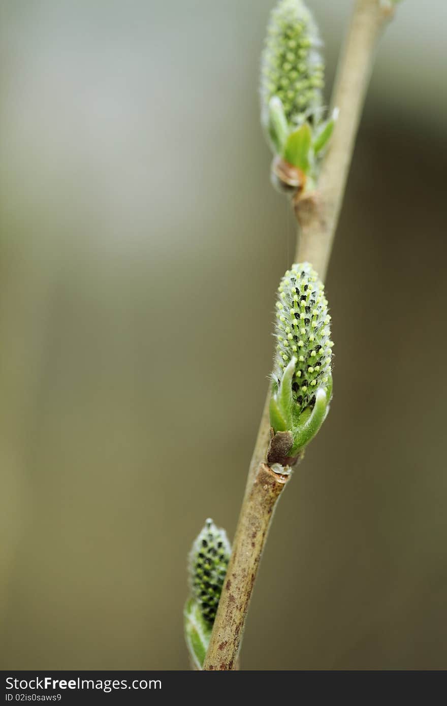 Springtime buds of tree