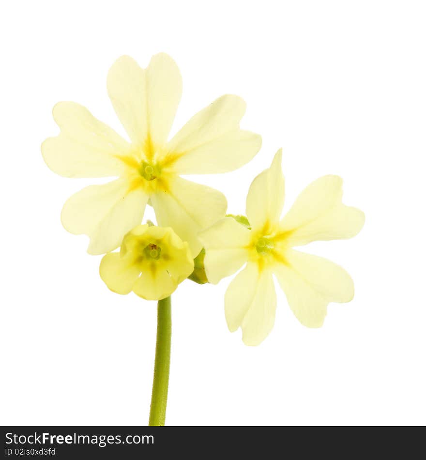 Close-up of primrose flower  white background