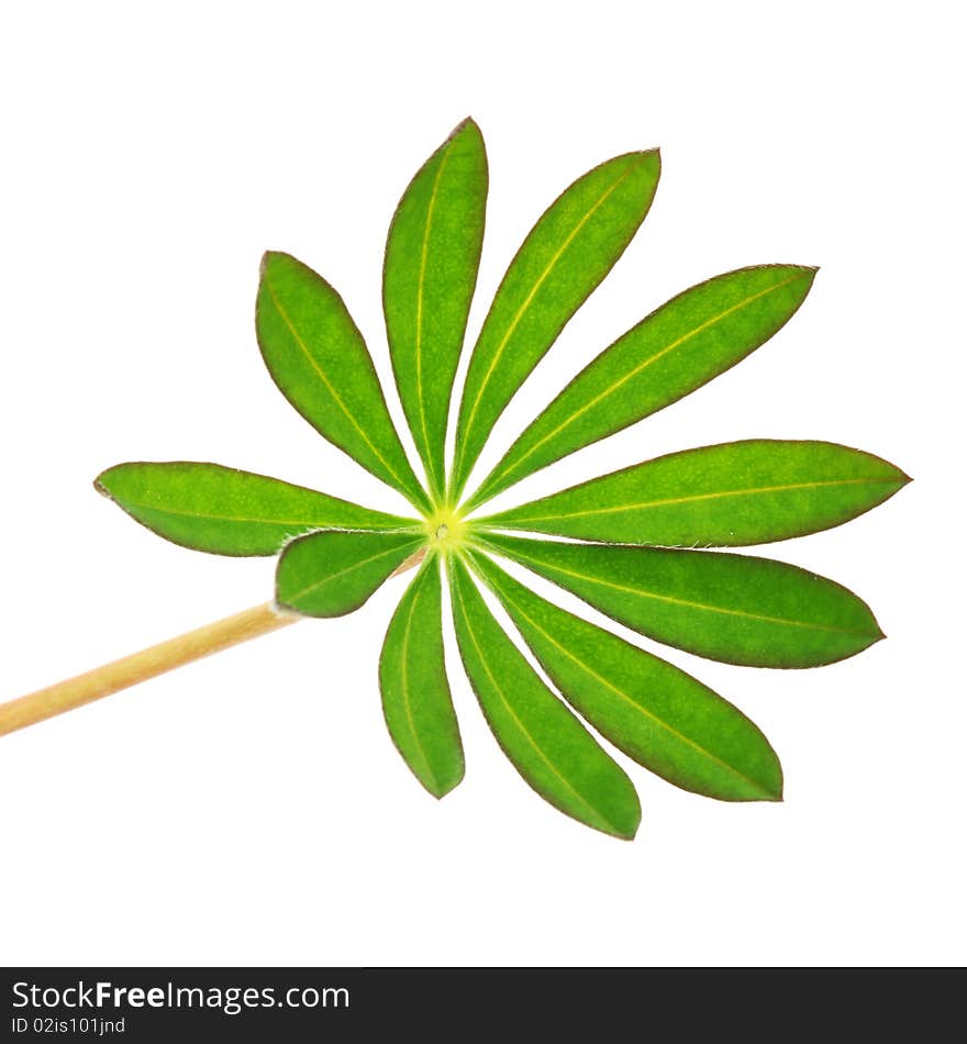 Leaf isolated on white background