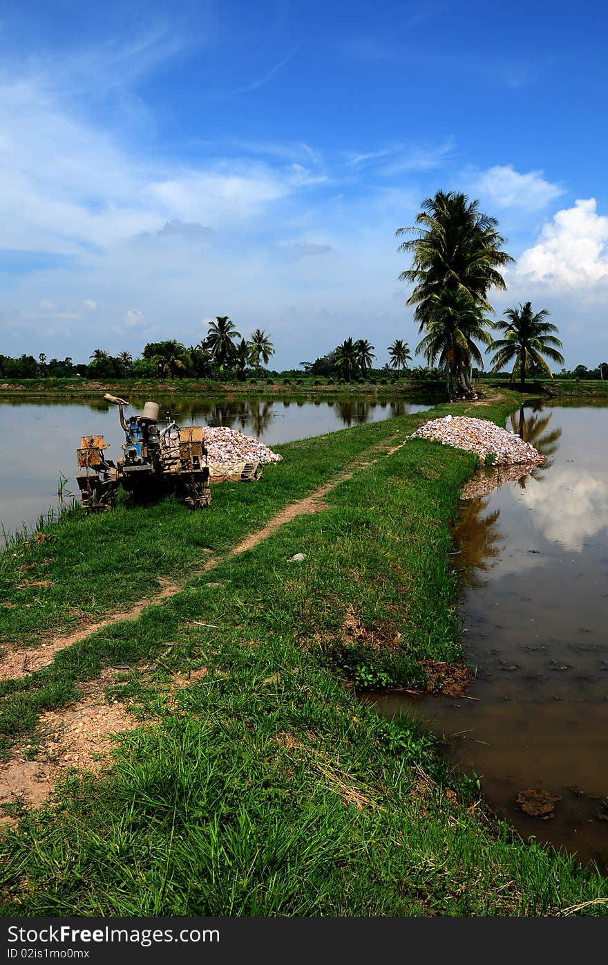 Padi Field