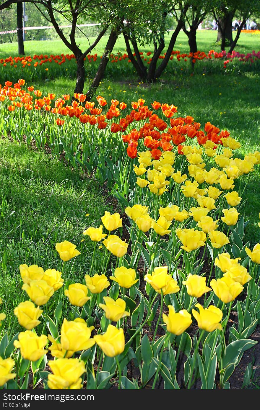A lot of yellow and orange tulips with green grass. A lot of yellow and orange tulips with green grass