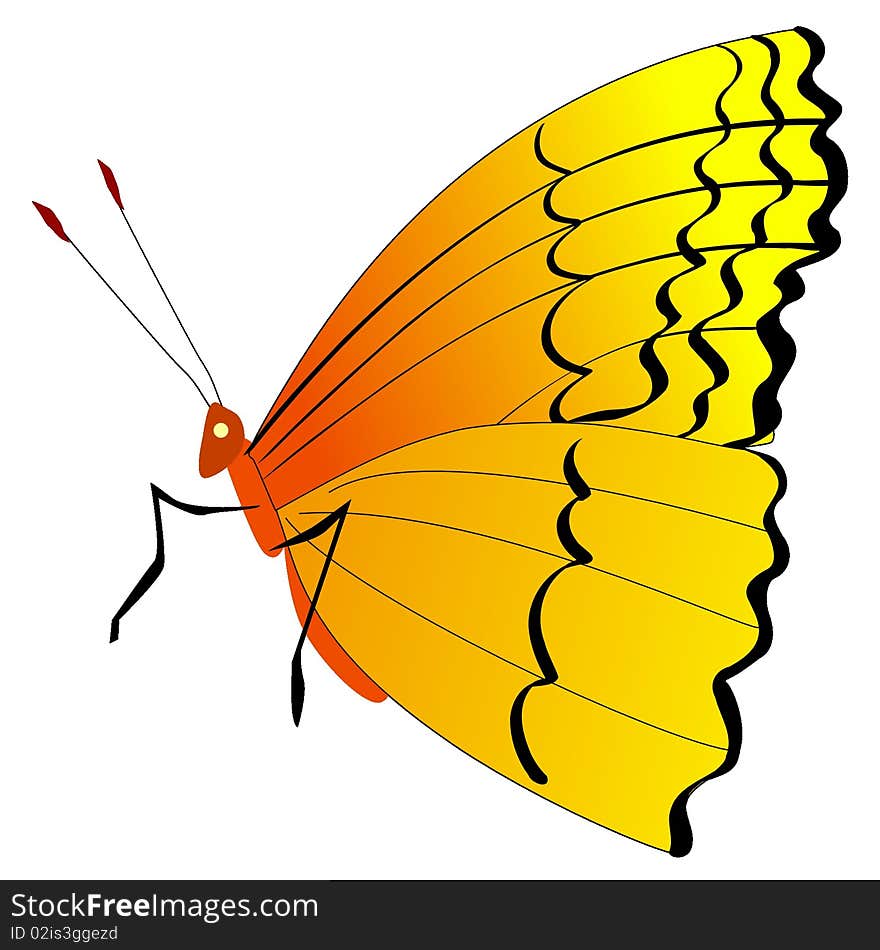 Vector colored illustration of butterfly