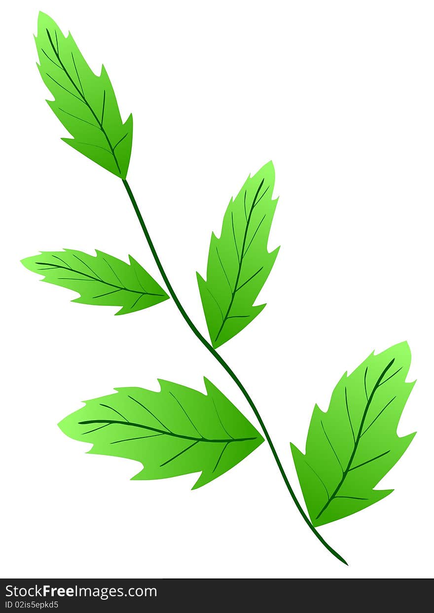 Vector colored illustration of leaves