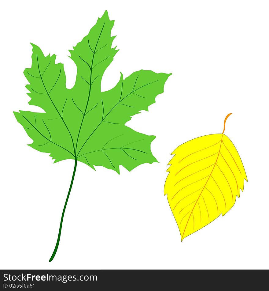 Vector colored illustration of leaves