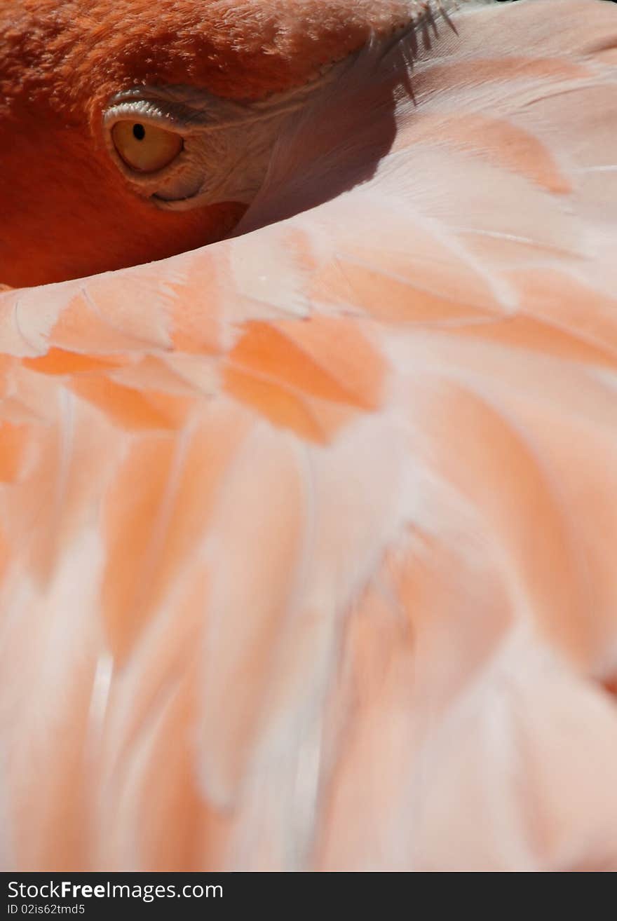 Image of a pink flamingo resting its head in its feathers with focus on its eye.