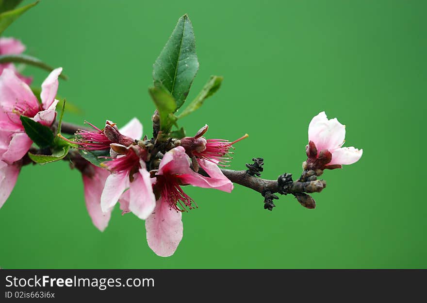 Peach blooming in early spring.