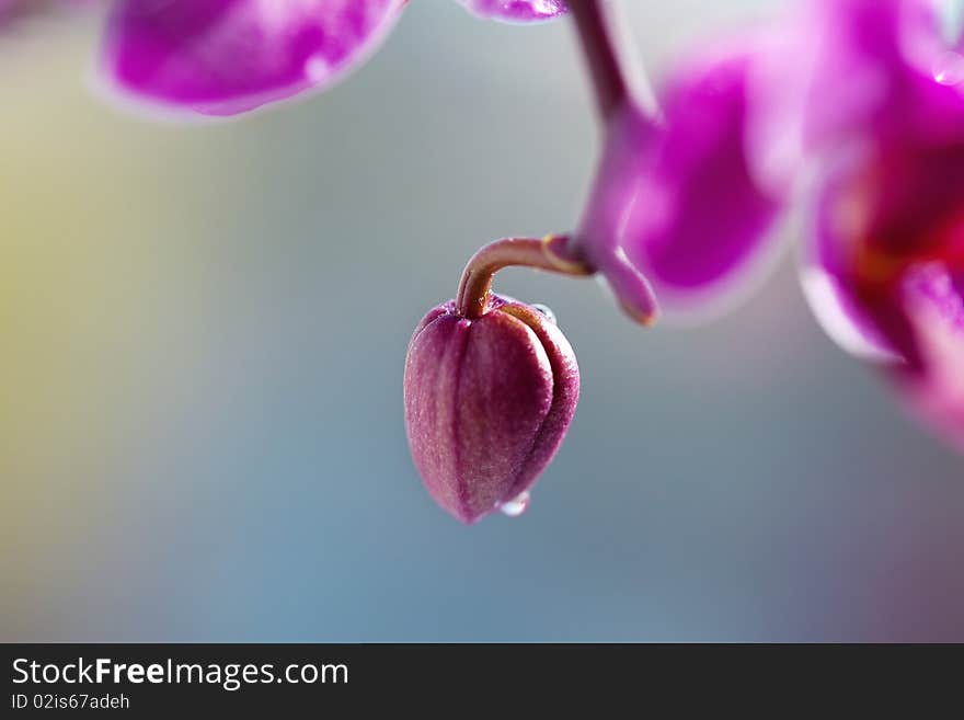 Bud on a branch, Bud of a pink decorative lily