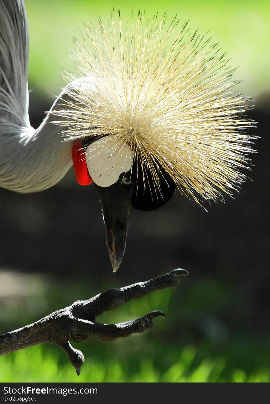 A crowned crane seemingly pecking at its foot. A crowned crane seemingly pecking at its foot.