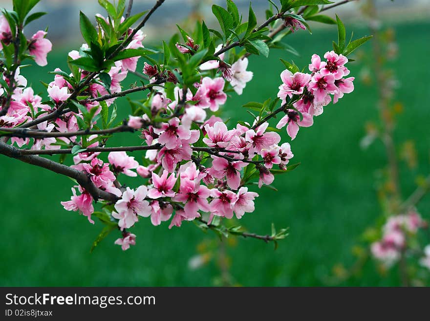 The peach blossoming in spring---