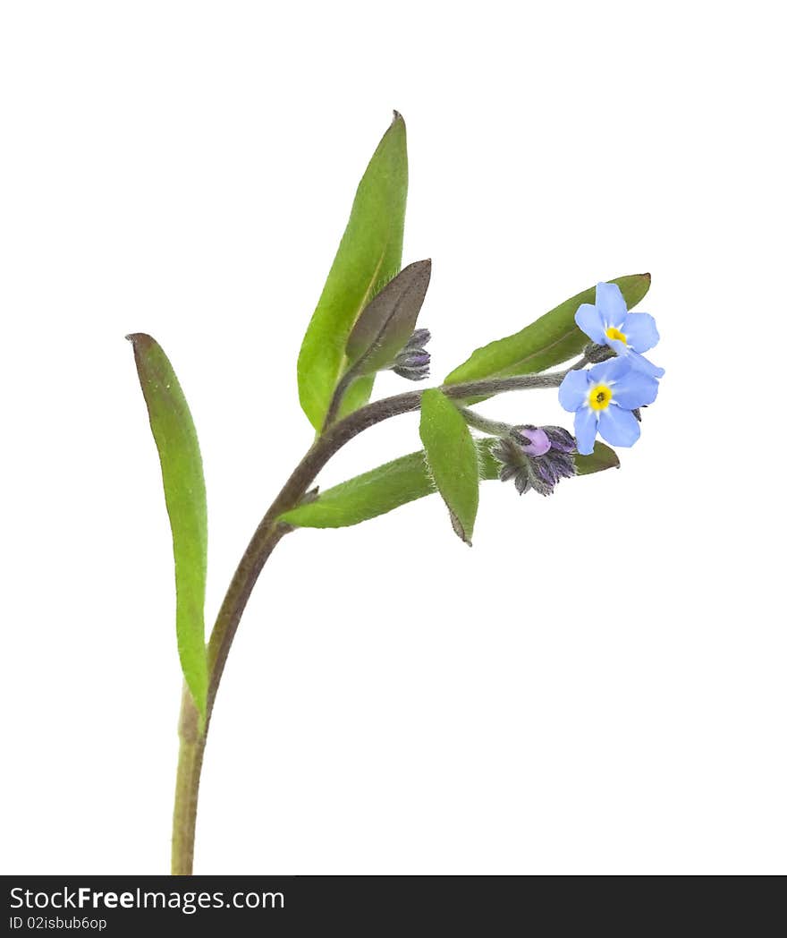 Field Forget-me-not (Myosotis arvensis) isolated on white background.