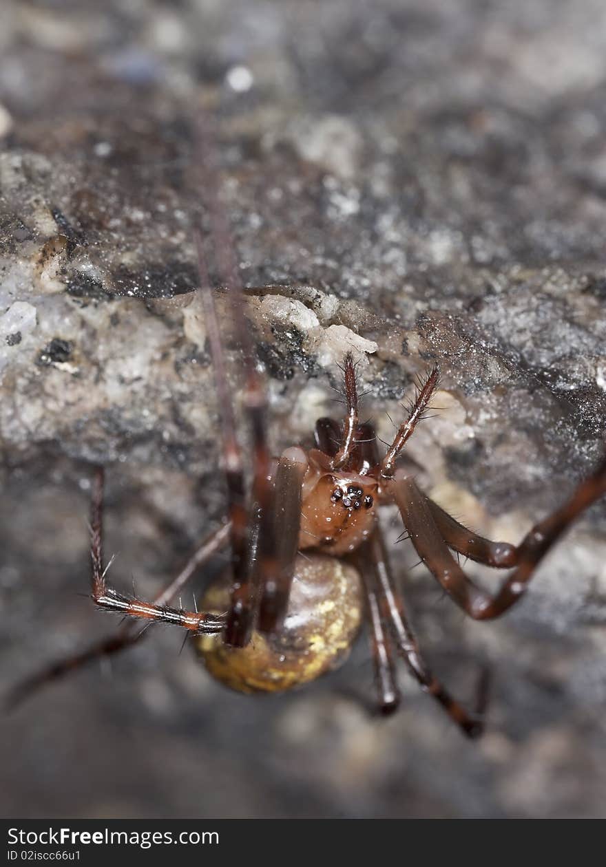 European cave spider (Meta menardi) Macro photo.