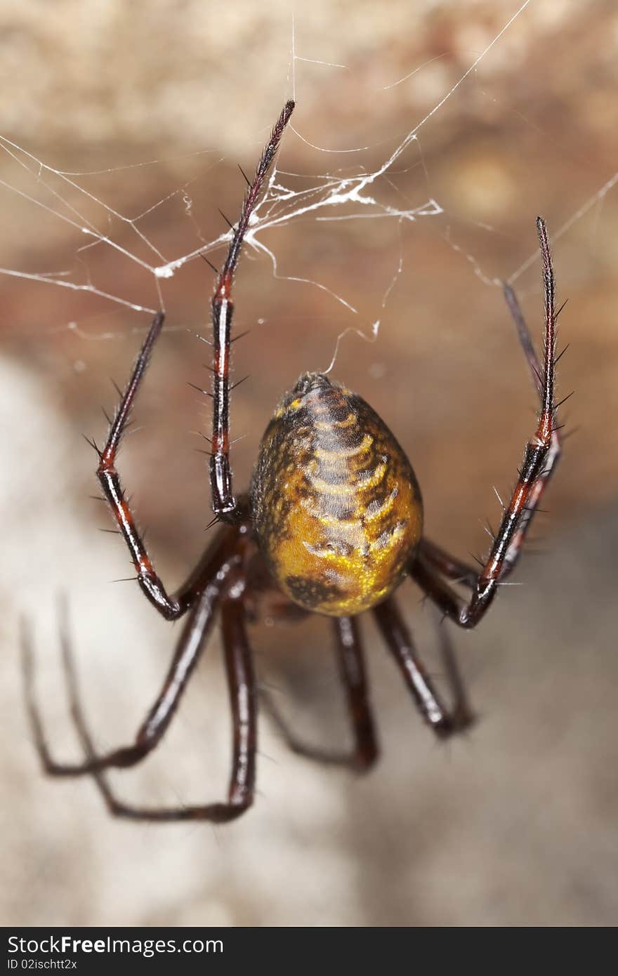 Abdomen of European cave spider (Meta menardi) Macro photo.