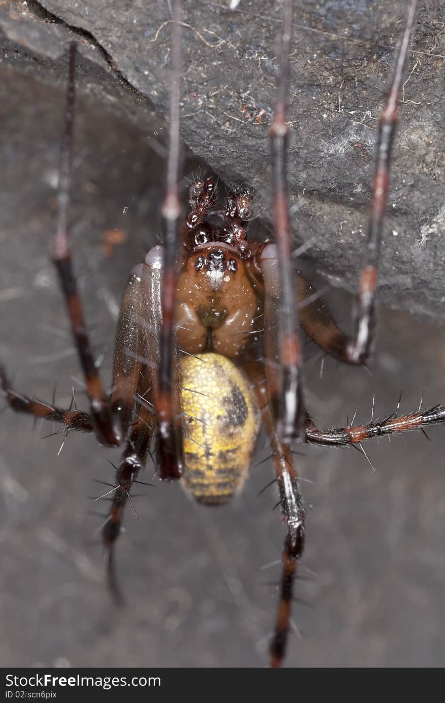 European cave spider (Meta menardi) Macro photo.