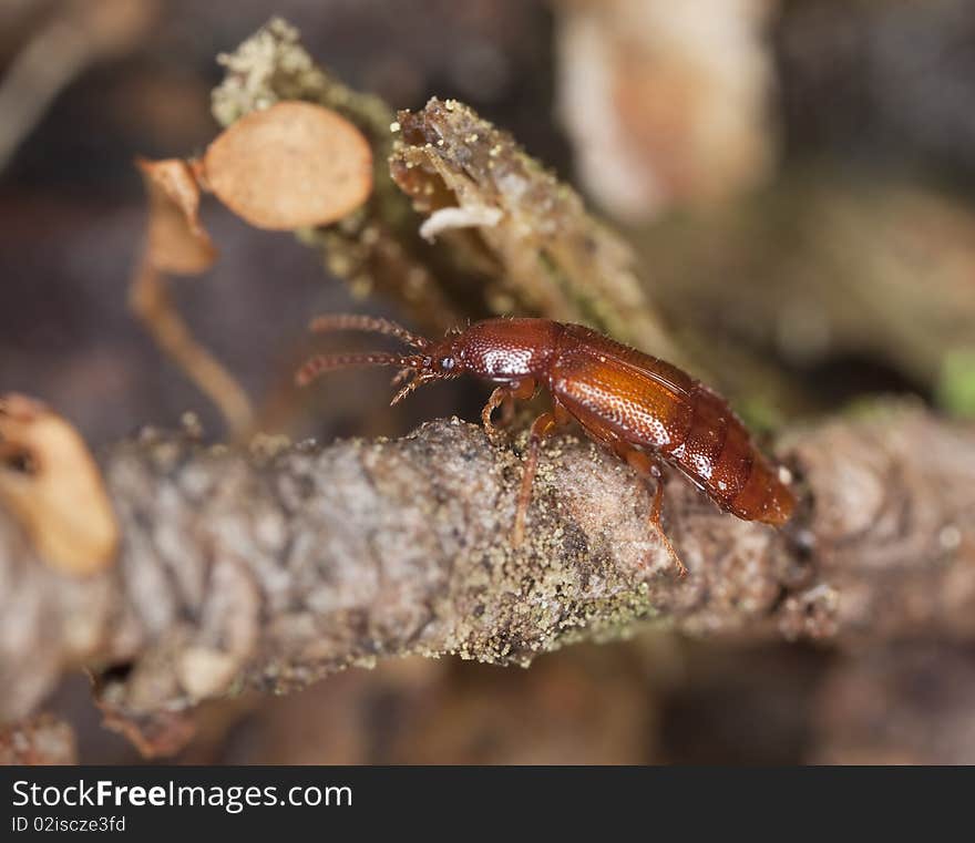 Rove beetle. Extreme close-up.