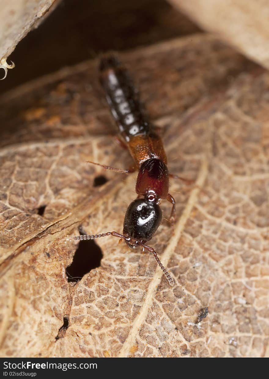 Rove beetle. Extreme close-up.