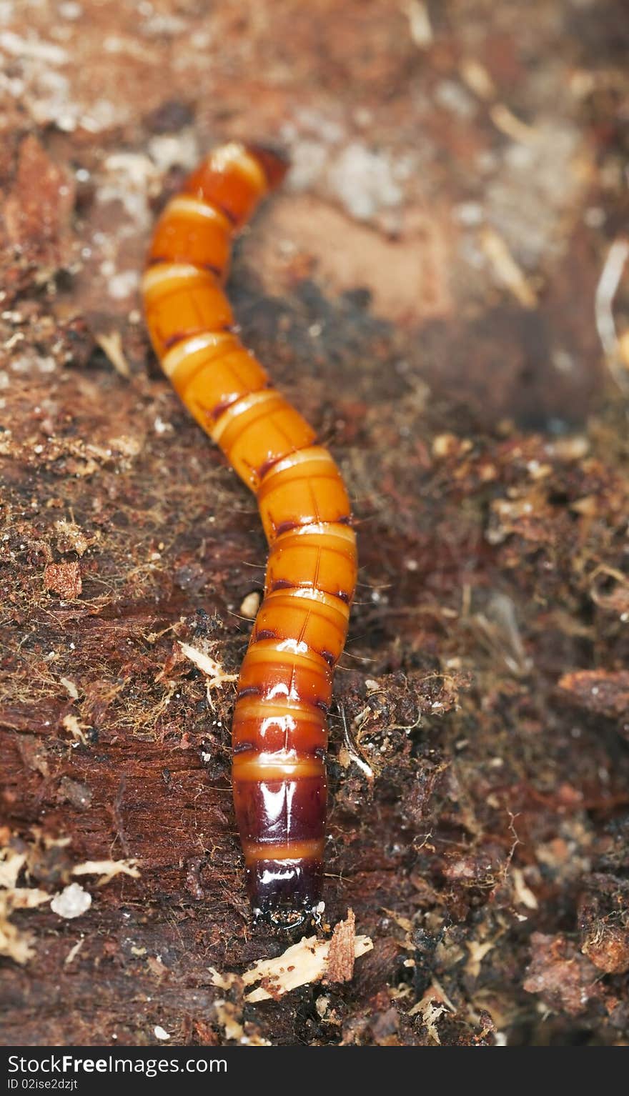 Click beetle larvae. Extreme close-up