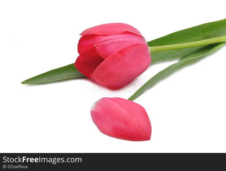 Fotogorafiya of red tulip on a white background