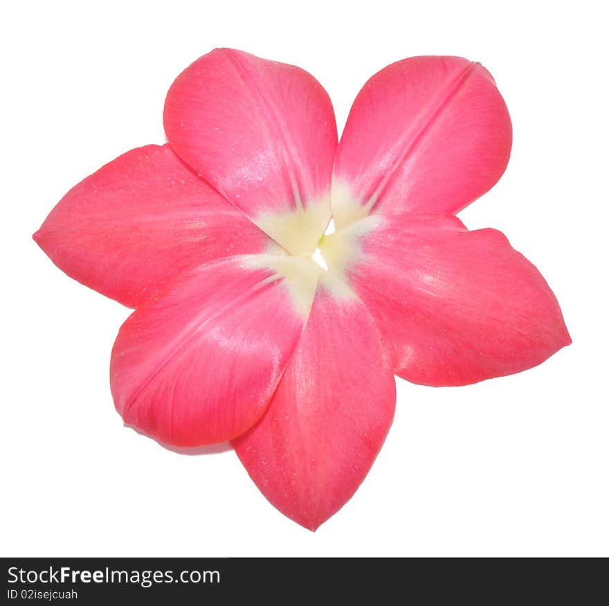 Picture of petals of tulip of laid out as a flower on a white background. Picture of petals of tulip of laid out as a flower on a white background