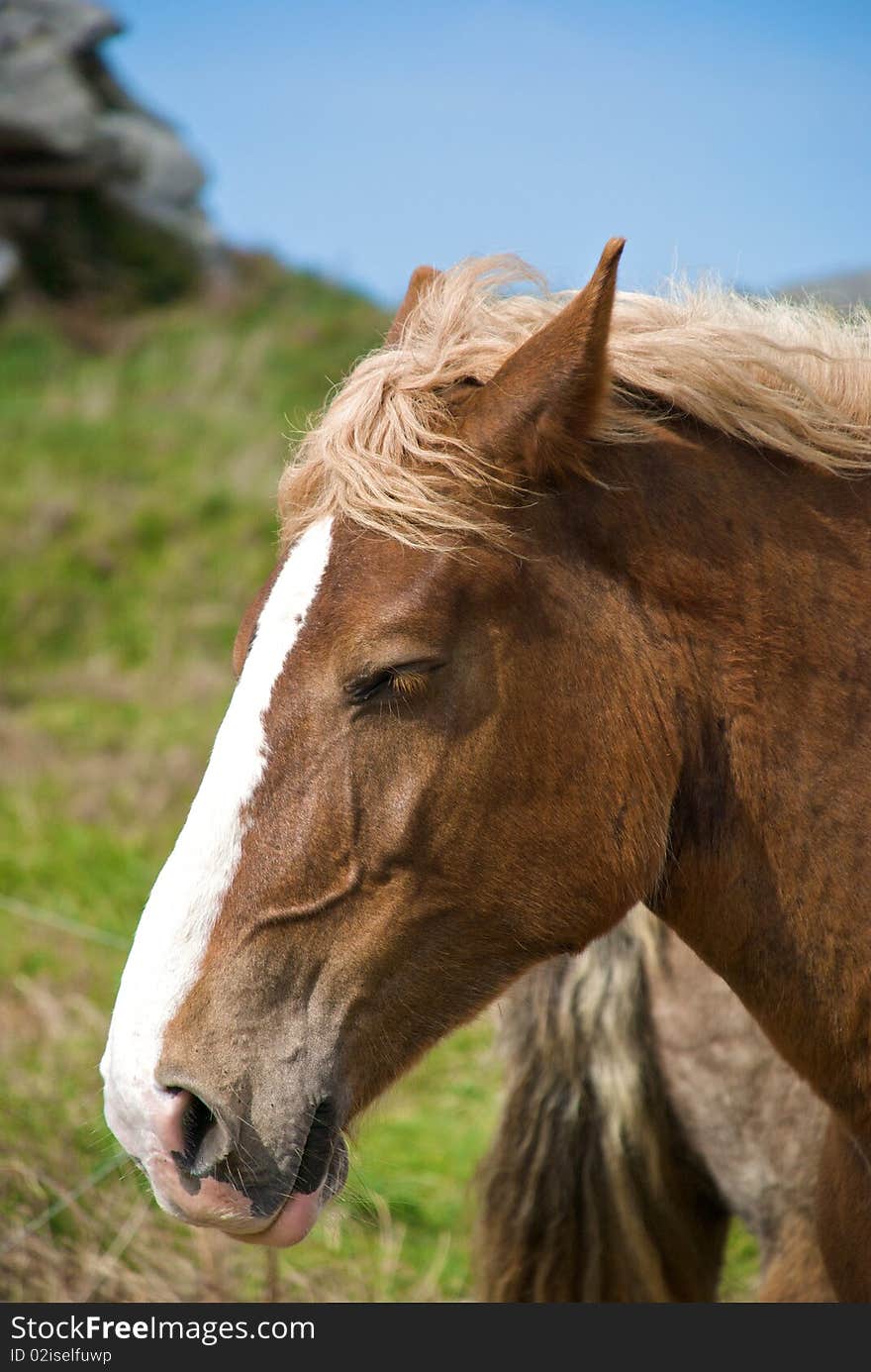 Brown and white draft horse profile head on grass and sky background. Brown and white draft horse profile head on grass and sky background