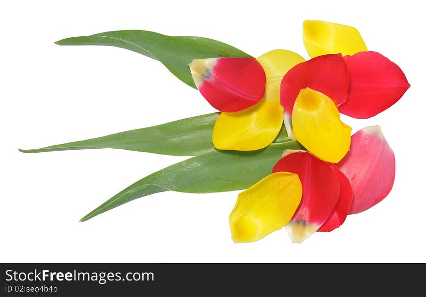 Picture of petals of tulip laid out as a flower on a white background. Picture of petals of tulip laid out as a flower on a white background