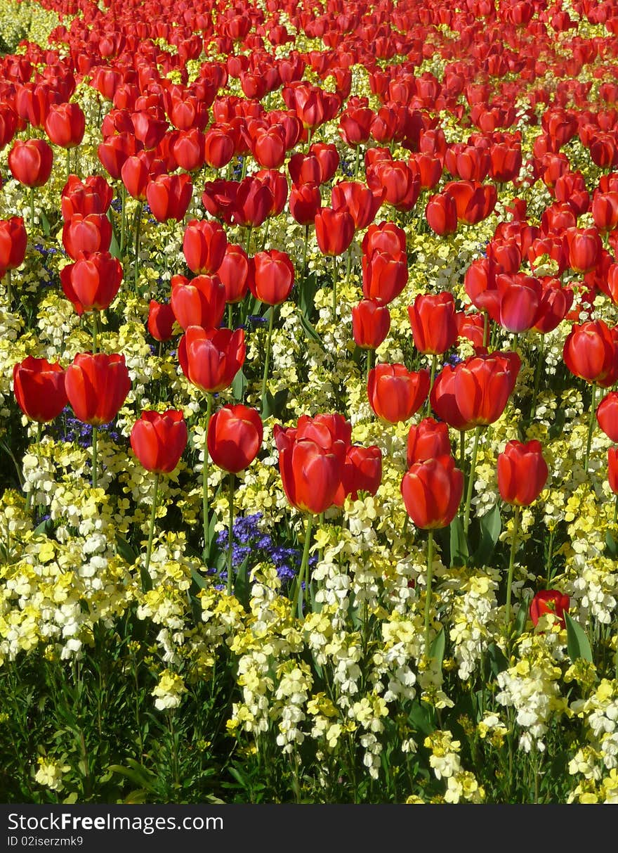 Red Tulips