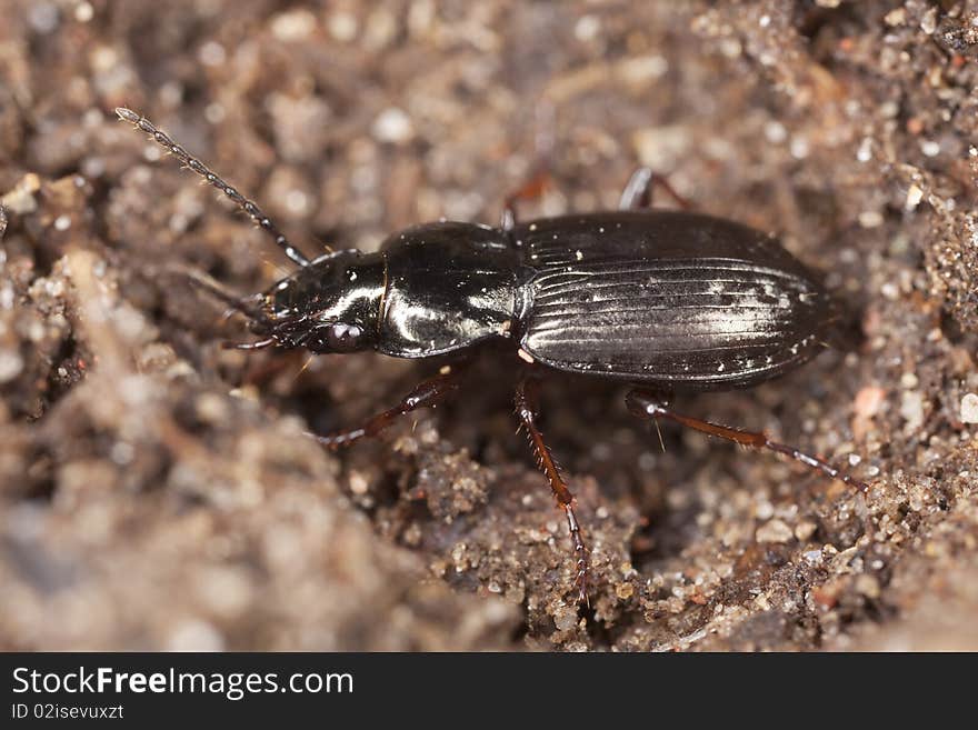 Small Ground beetle. Macro photo.