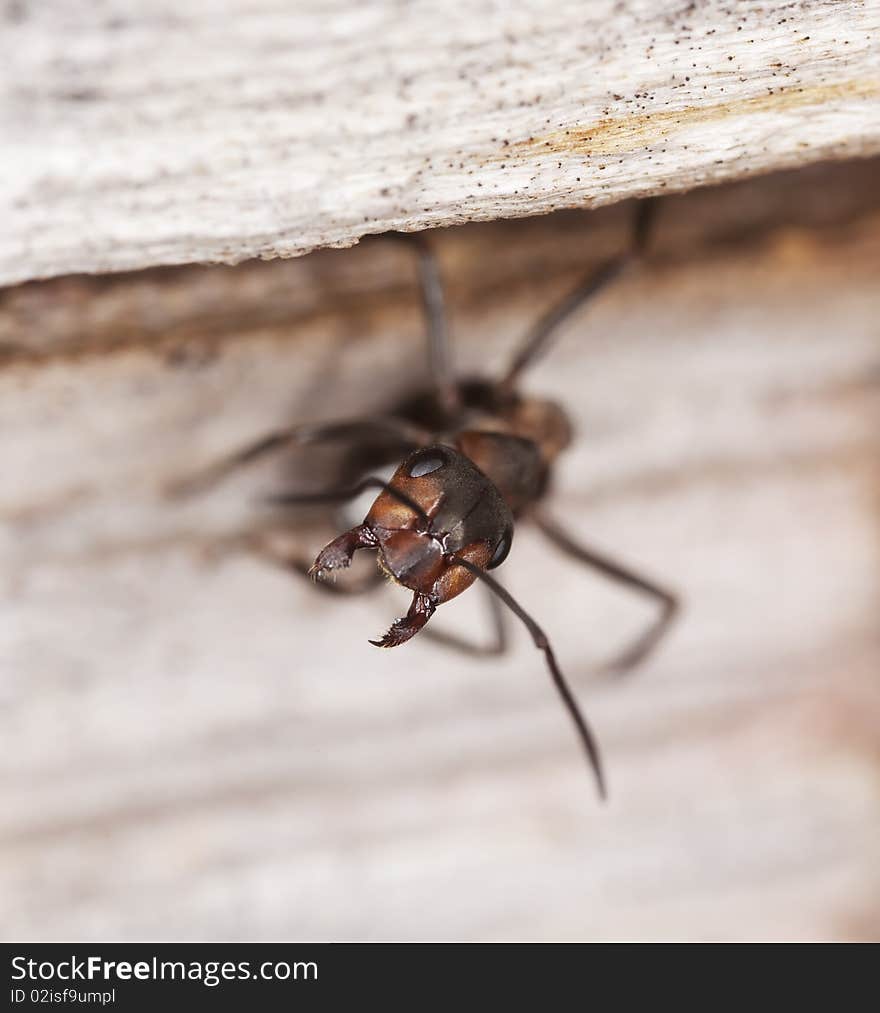 Ant solder guarding the nest. Macro photo.