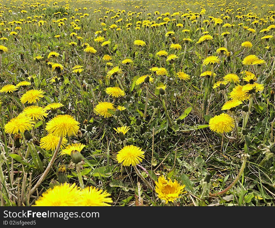 Mystic Dandelion Field