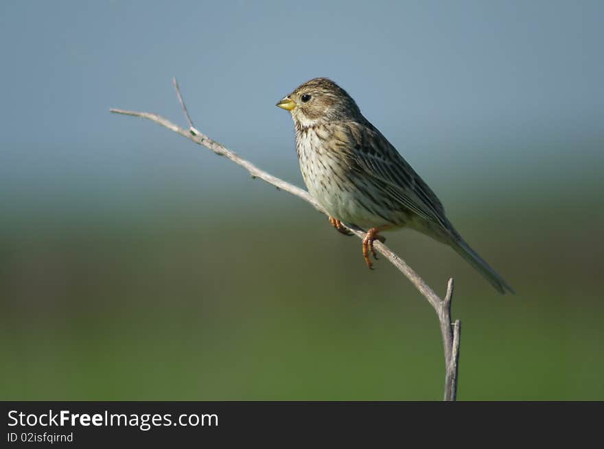 Corn burting  on the branch miliaria calandra