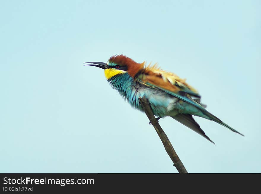 European bee eater on branch