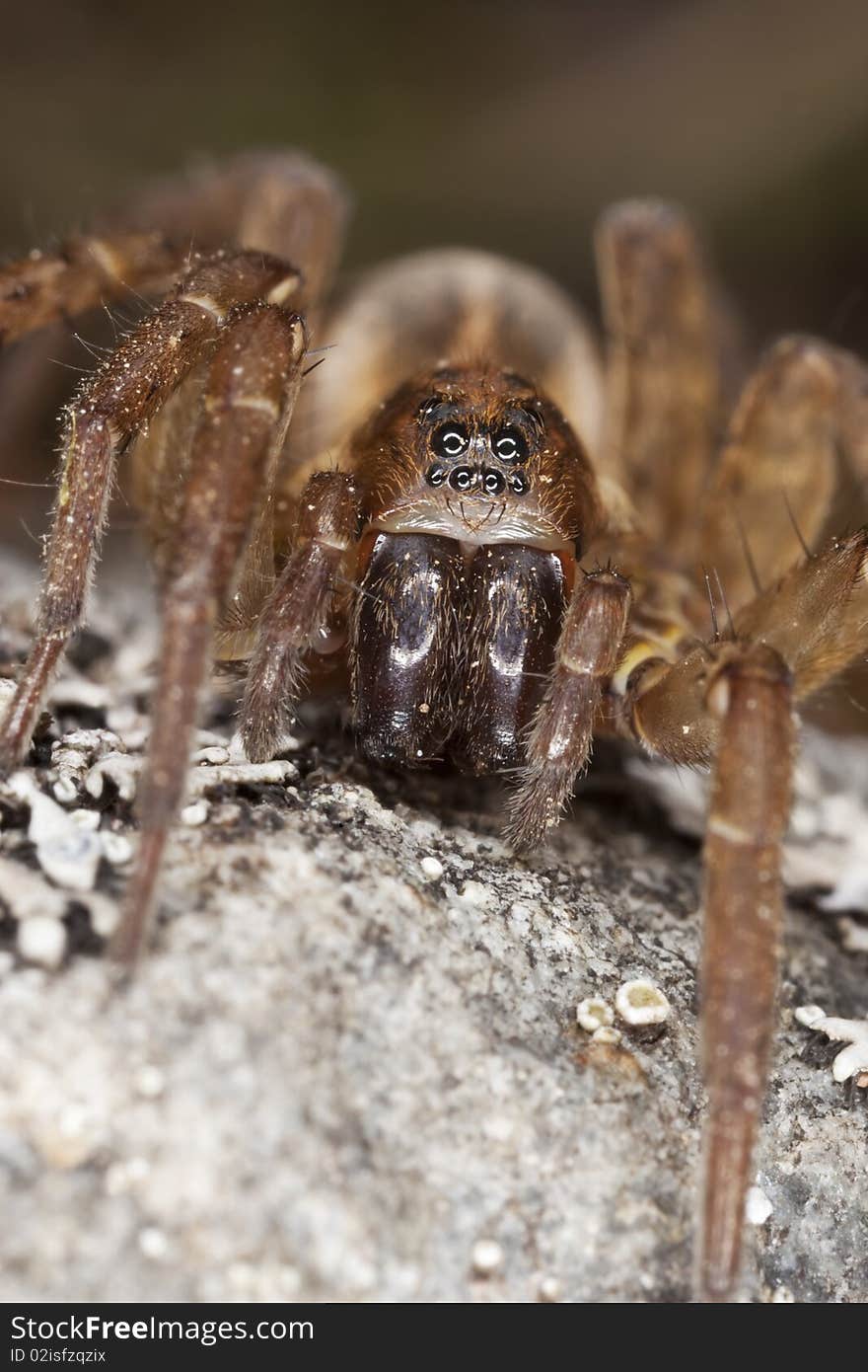 Hunting spider on rock.