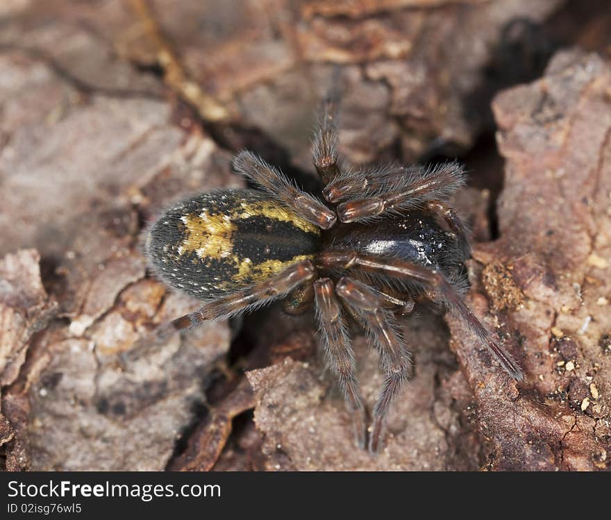 Hunting spider on ground. Macro photo.