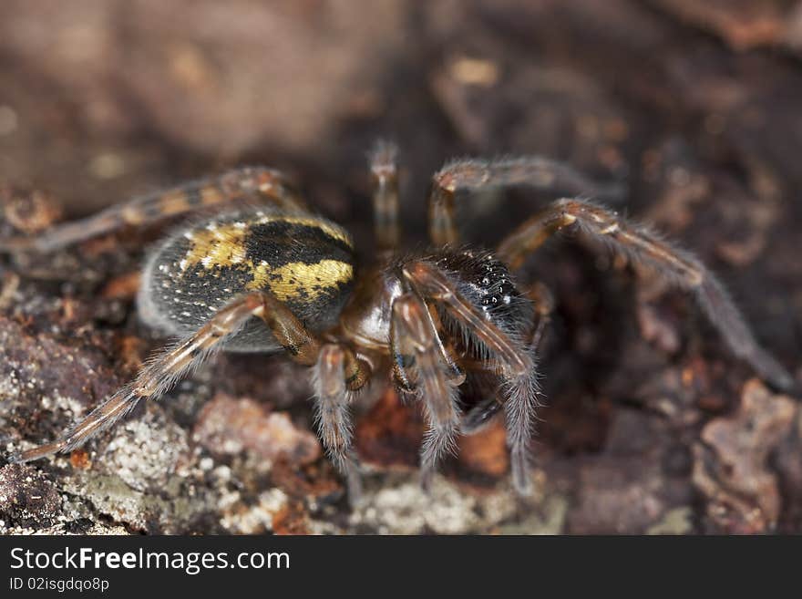 Hunting spider on ground.