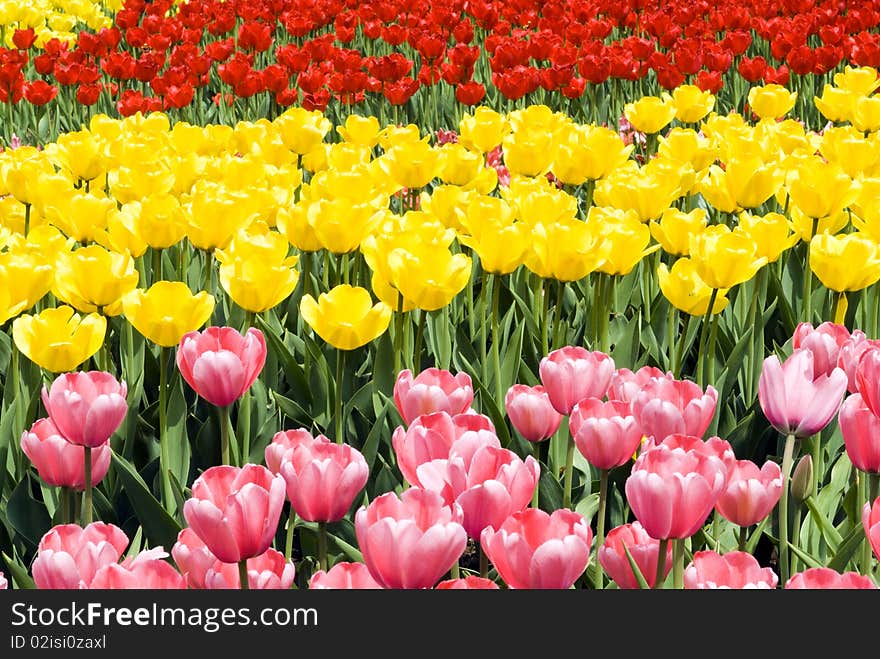 Flower bed of beautiful tulips, during the season of spring