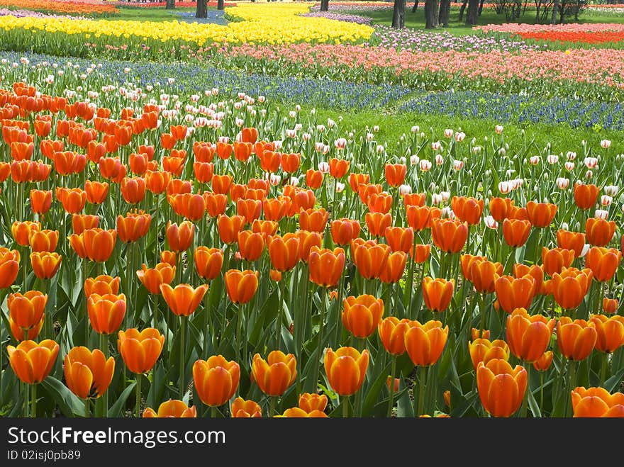 Flower bed of beautiful tulips