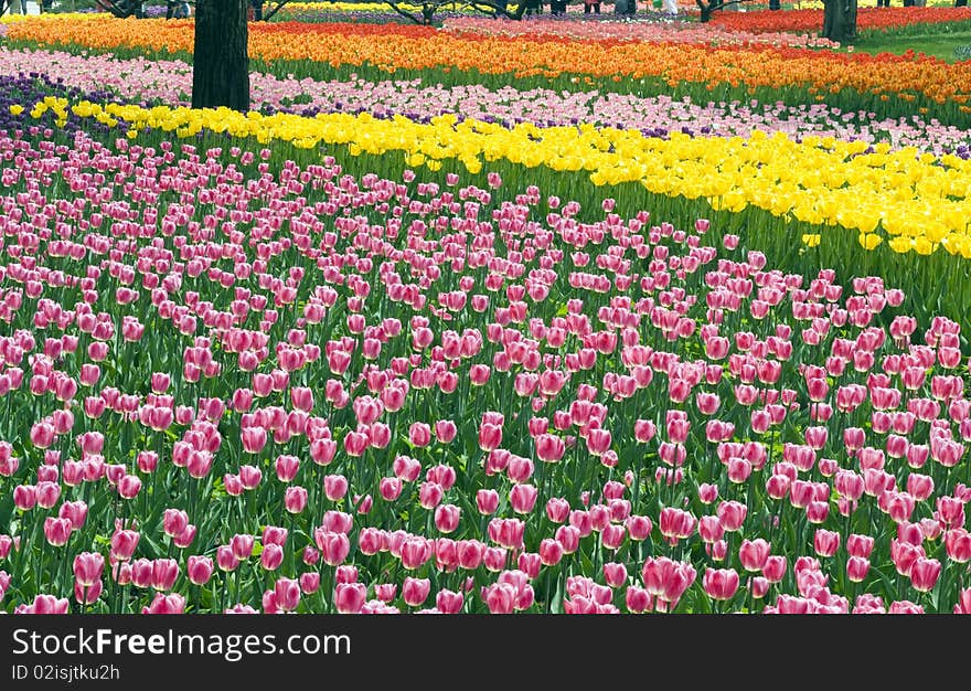 Flower bed of beautiful tulips